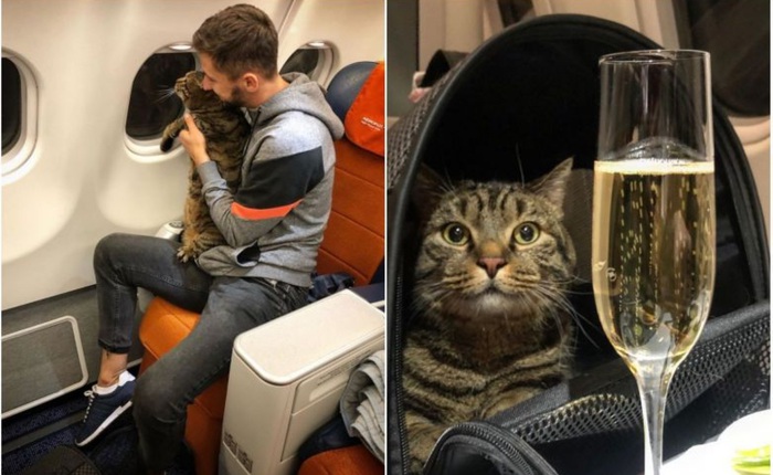 Thanh niên hí hửng post Facebook khoe thủ đoạn mang chú mèo quá cân lên máy bay và cái kết đắng