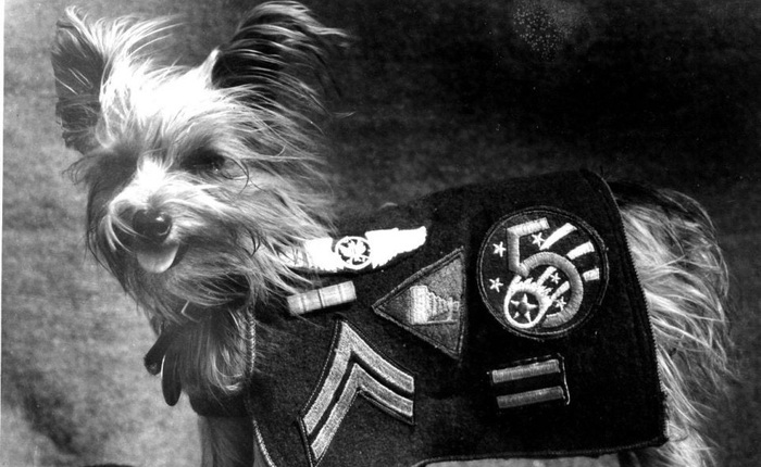 Chú chó tí hon bỗng chốc trở thành "siêu chiến binh" trong Thế chiến II