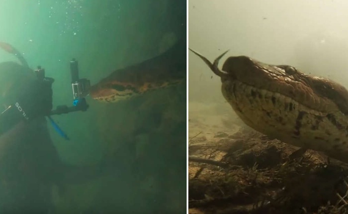Rùng mình khi đi bơi, thợ lặn vô tình đối mặt với một con trăn Anaconda khổng lồ dài 7m