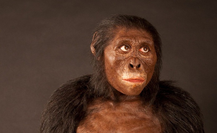 Sau 3 triệu năm, cuối cùng loài vượn hiện đại đã thông minh hơn tổ tiên con người trong quá khứ