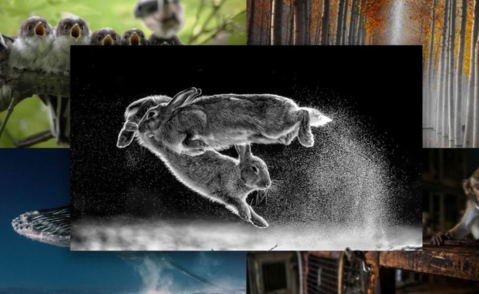 'Thỏ nhảy' là bức hình đoạt giải nhất Cuộc thi nhiếp ảnh Thiên nhiên hoang dã 2019
