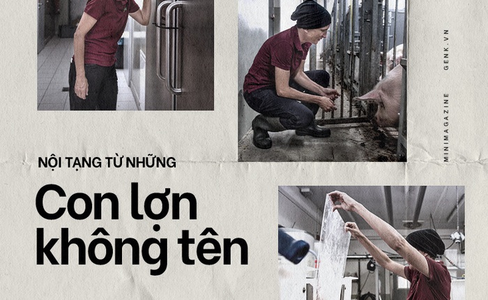 Đọc cuối tuần: Nội tạng từ những con lợn không tên sẽ cứu sống hàng ngàn bệnh nhân tuyệt vọng