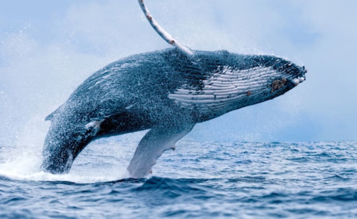 Chống biến đổi khí hậu: Một con cá voi đáng giá bằng hàng vạn cây xanh