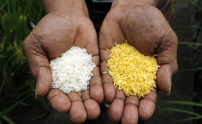 Bangladesh sắp trở thành quốc gia đầu tiên cho phép trồng gạo vàng biến đổi gen