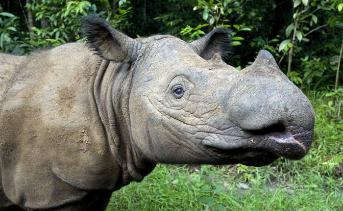 [Infographic] Tê giác hai sừng Sumatra vừa chính thức tuyệt chủng ở Malaysia