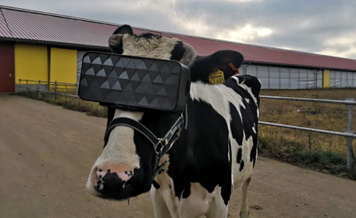 Chuyện lạ ở Nga: Cho bò đeo tai nghe và ngắm cảnh qua kính VR để cải thiện tâm trạng, thu được nhiều sữa hơn