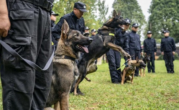 Trung Quốc chính thức sử dụng 6 chú chó nhân bản vô tính tham gia lực lượng cảnh sát Bắc Kinh