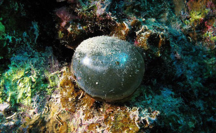 Quả bóng tròn xoe này là một loại tảo, và là một trong những tạo vật đặc biệt bậc nhất mà giới khoa học từng phát hiện ra