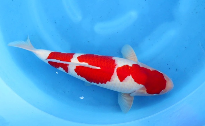 [Vietsub] Con cá Koi này được bán với giá 41 tỷ VNĐ, tại sao lại đắt tới mức này cơ chứ?