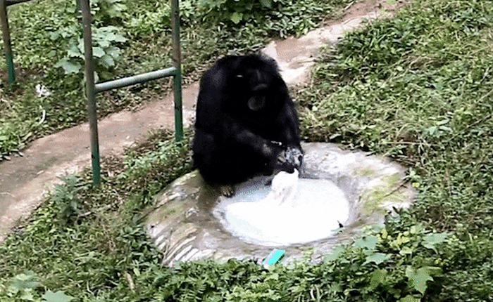 Không cần ai dạy, tinh tinh vẫn tỉ mẩn dùng xà phòng giặt quần áo cho nhân viên vườn thú suốt nửa tiếng
