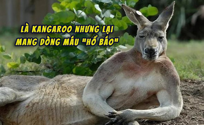 Úc: Con kangaroo vạm vỡ cao 1m8 ngang nhiên vào thị trấn phá nát 1 khu vườn, "cà khịa" 3 người và đánh trọng thương cụ bà lớn tuổi