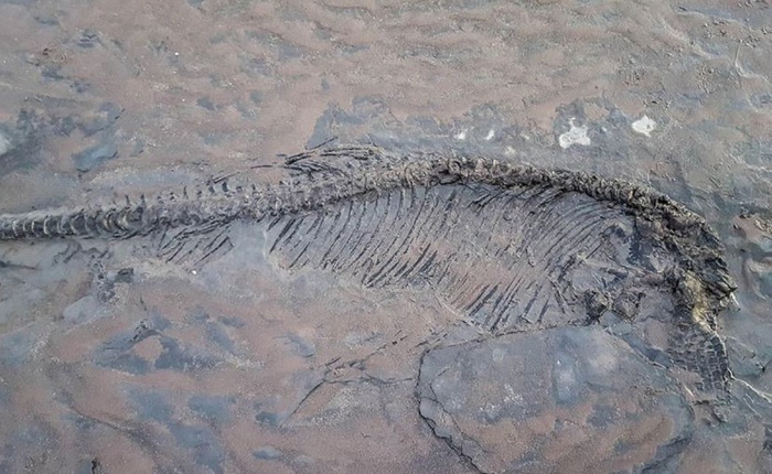 Đang dắt chó đi dạo, tình cờ phát hiện hóa thạch thằn lằn cá 65 triệu năm tuổi ngay trên bãi biển