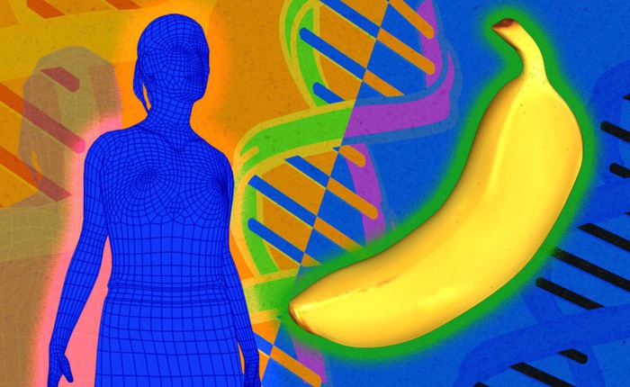 Nghiên cứu khoa học: Con người và chuối là họ hàng thân thiết, ADN giống nhau đến 50%?