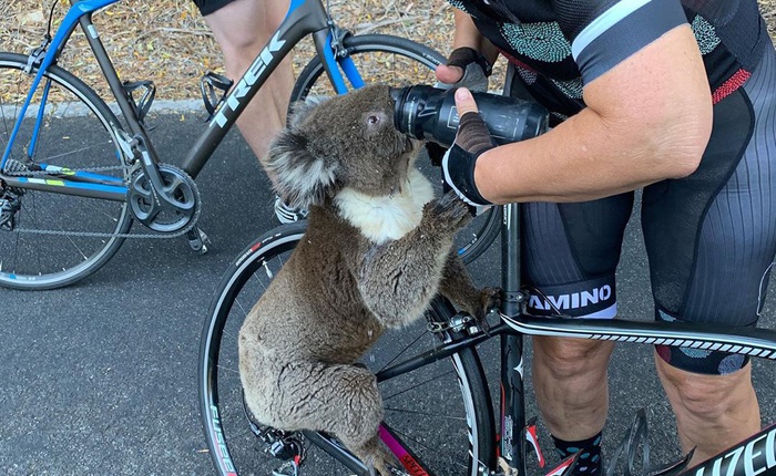 Úc: Kiệt quệ vì nắng nóng, chú gấu túi leo luôn lên xe đạp của người lạ để xin nước uống, một hơi tu sạch cả bình