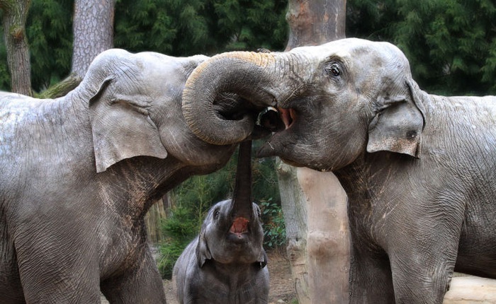 Vì sao mũi của loài voi lại tiến hóa để dài như vậy?