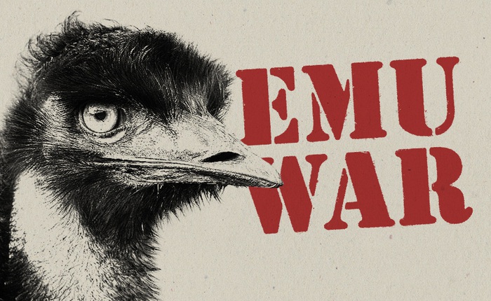 Chiến tranh Emu: thảm bại của quân đội Úc khi cố gắng đối đầu với những con chim vô cùng kỳ lạ