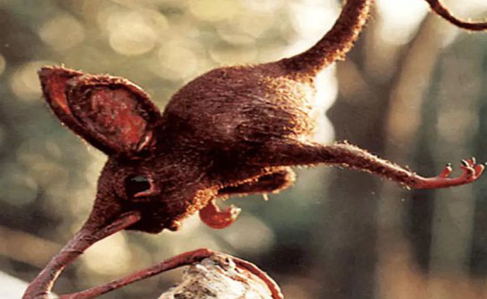 Nosewalkers - loài động vật kì lạ nhất Trái Đất, dù có chân nhưng lại dùng mũi để di chuyển
