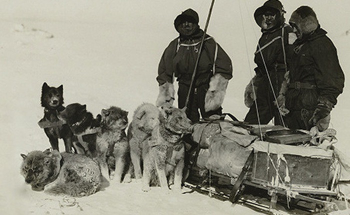 Chuyện kì lạ ở Nam Cực, ăn gan động vật có thể dẫn tới tử vong
