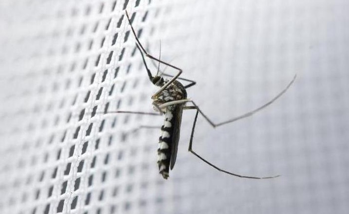Các nhà khoa học phát triển thành công loại màn vừa an toàn với người, vừa tiêu diệt muỗi cực hiệu quả