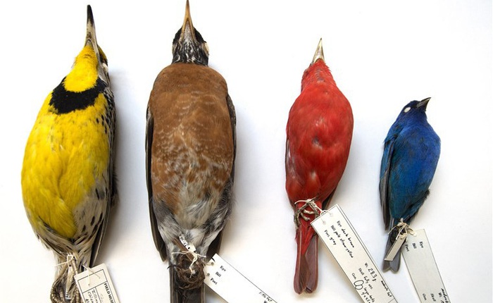Biến đổi khí hậu đang thu nhỏ các loài chim ở Bắc Mỹ