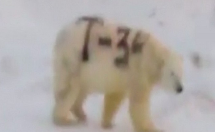 Hành vi sơn graffiti lên lông của một con gấu Bắc Cực chẳng khác nào chúng ta đang đối xử tàn nhẫn đối với thiên nhiên