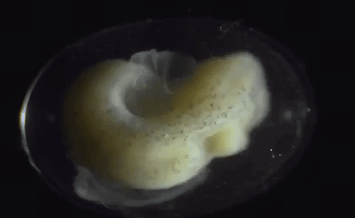 Xem quá trình biến hoá từ trứng thành kỳ giông cực qua đoạn video timelapse cực kỳ ấn tượng