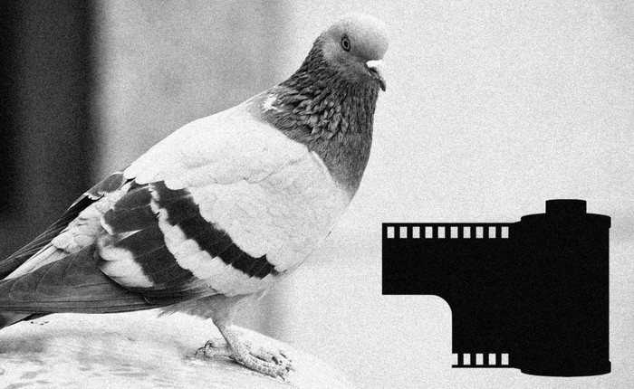 Nhà báo sáng tạo: Dùng bồ câu để đưa film ảnh về cho tòa soạn, nhằm kịp deadline bài viết