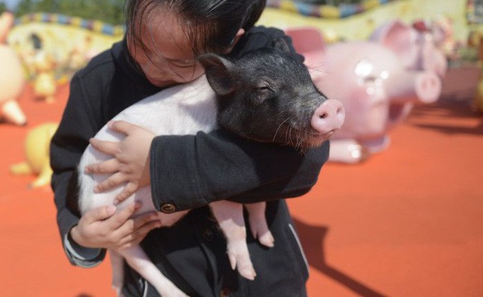 Tết Kỷ Hợi không biết đi đâu chơi, mời ghé thăm công viên "Hành tinh Lợn" ở Trung Quốc