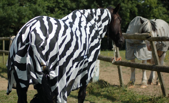Các nhà khoa học cho ngựa thường mặc áo kẻ trắng đen để nghiên cứu xem tại sao lại có ngựa vằn trên đời