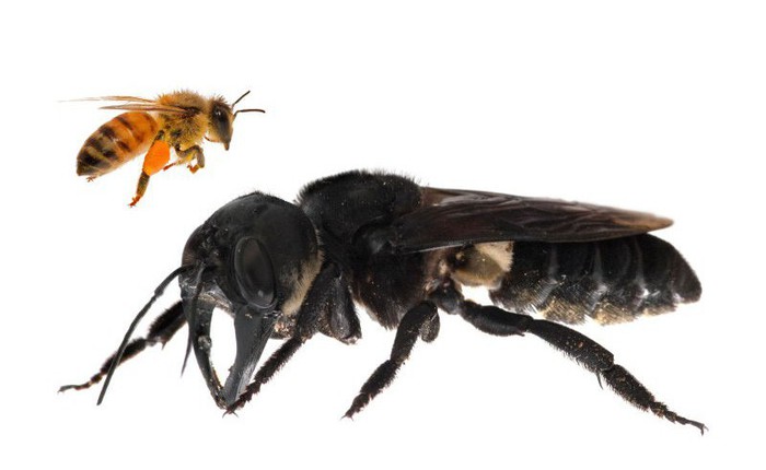 Tưởng đã tuyệt chủng cách đây 40 năm, loài ong lớn nhất thế giới bất ngờ được tìm thấy tại Indonesia