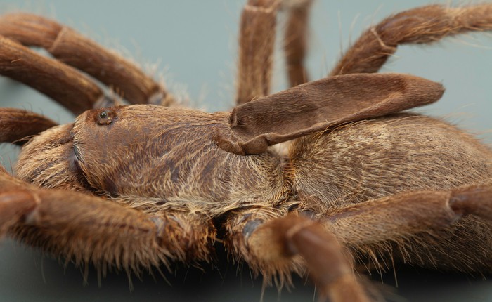 Phát hiện ra một giống nhện mới đã lông lá lại còn có sừng tại Nam Phi