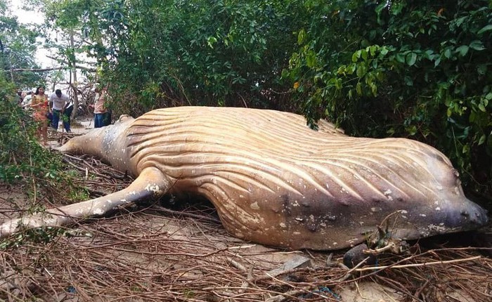 Xác cá voi dài 8m được phát hiện giữa rừng rậm Amazon khiến dân tình ngáo ngơ chẳng hiểu gì
