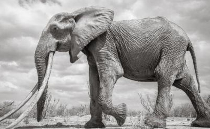 Những hình ảnh cuối cùng về "voi nữ hoàng" của Kenya với đôi ngà đẹp nhất thế giới, chạm tới đất
