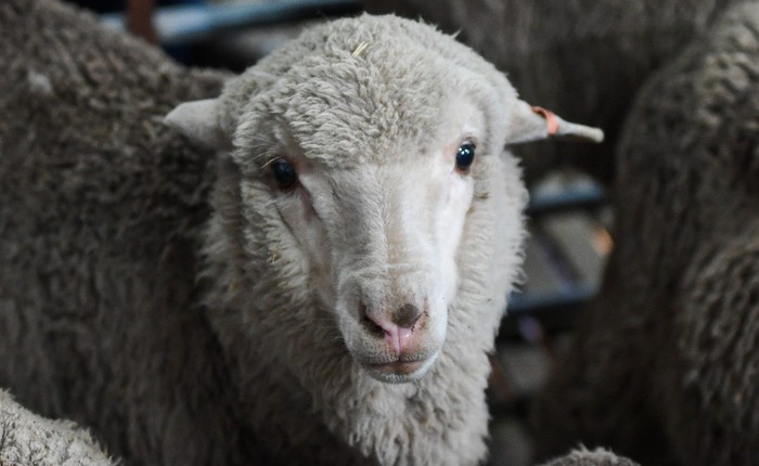 Tinh trùng đông lạnh từ 50 năm trước đã tạo ra được hàng chục con cừu khỏe mạnh