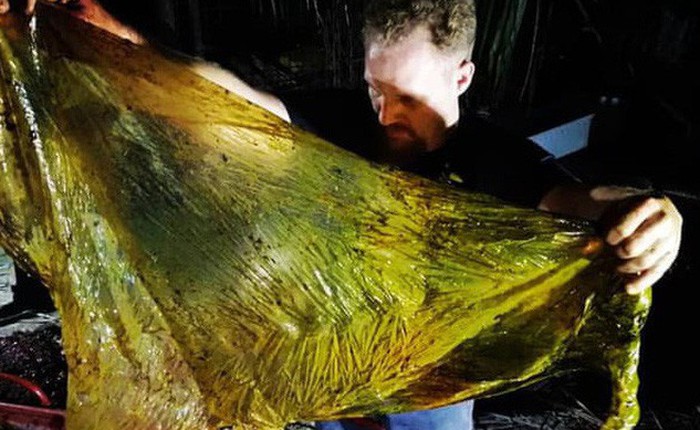 Giới khoa học bàng hoàng phát hiện đến 40kg rác nhựa trong bụng cá voi con dạt vào bờ biển Philippines