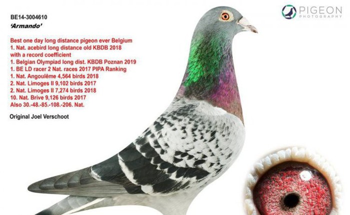 Một con bồ câu Bỉ được người chơi chim Trung Quốc mua với giá 32,5 tỷ