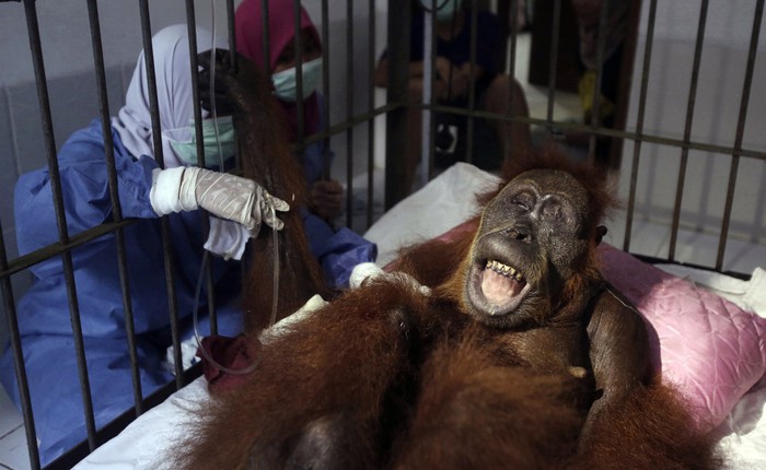 Indonesia: Con đười ươi sống sót với hơn 74 viên đạn súng hơi trong cơ thể, dấy lên hồi chuông cảnh báo