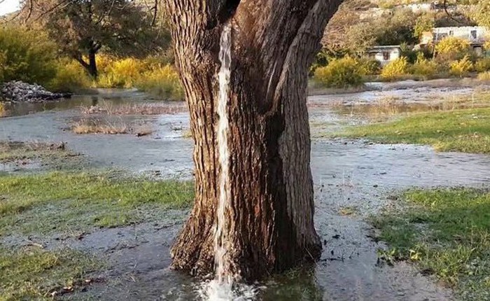 Sau mỗi trận mưa, cây ở làng này lại biến thành đài phun nước. Tại sao lại thế?