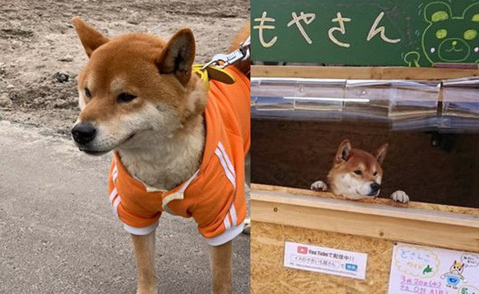 Một quầy khoai lang nướng ở Nhật để chó shiba quản lý thay vì con người