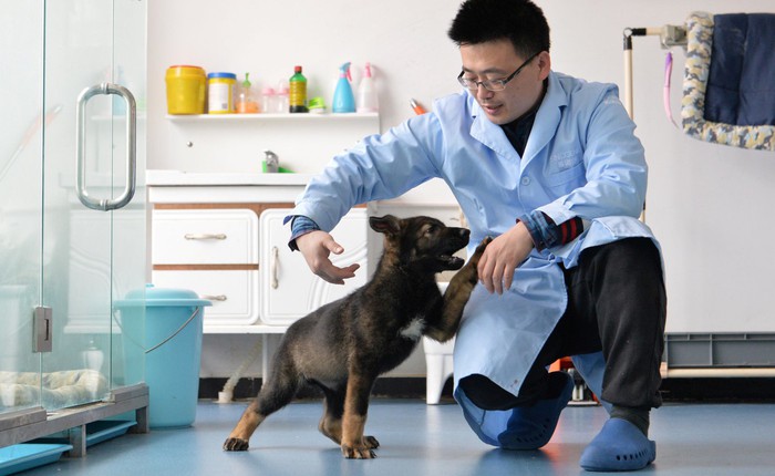 Trung Quốc nhân bản chó cảnh sát để tiết kiệm thời gian huấn luyện