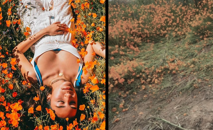 Xót xa đồi hoa California khổng lồ cực hiếm bị phá hoại chỉ vì làn sóng Instagram thích sống ảo