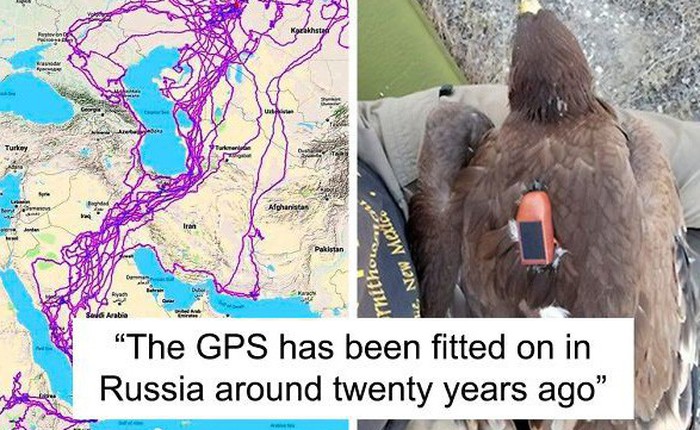 Con đại bàng với thiết bị GPS cho thấy "hành trình ngàn dặm" của nó sau 20 năm đáng nể như thế nào