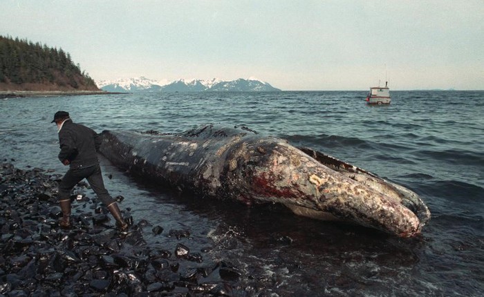 Sau 30 năm, những bức ảnh từ thảm họa tràn dầu Exxon Valdez vẫn còn gây ám ảnh