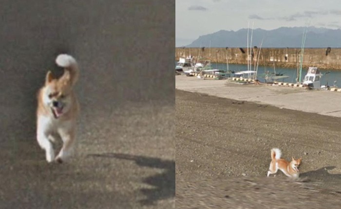 Chú chó Nhật 'hủy hoại' mọi khung hình của Google Street View vì đuổi theo camera
