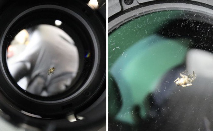 Làm thế nào một con ruồi trưởng thành có thể chui vào chiếc ống kính camera kín mít giá 2.000 USD