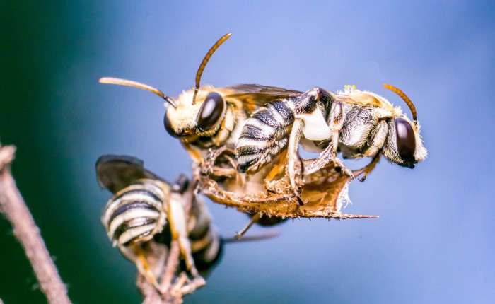 Đi khám vì đau mắt, một cô gái Đài Loan phát hiện 4 con ong đang sống trong mắt mình