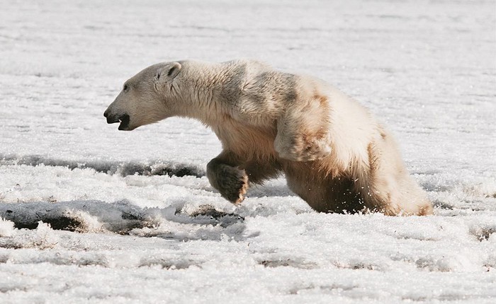 Phát hiện con gấu Bắc Cực "dạt nhà", đi hơn 700 km để xin ăn