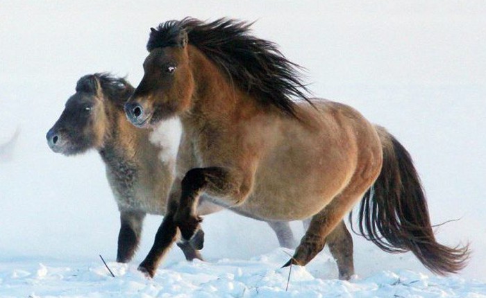 Nhân bản loài ngựa tiền sử đã tuyệt chủng, từ mẫu máu còn sót lại trong băng vĩnh cửu
