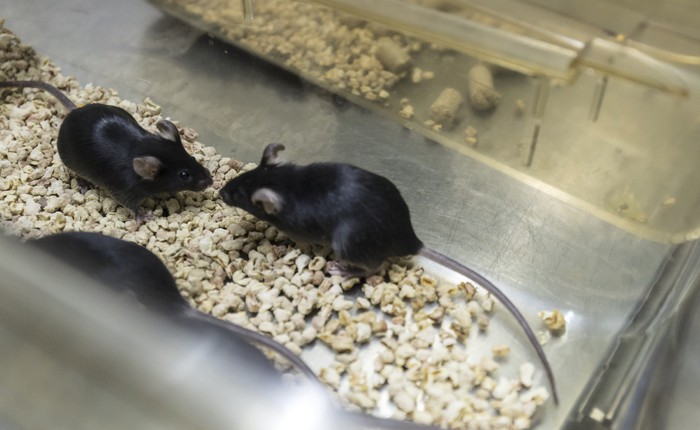 Một cặp chuột thí nghiệm ở Trung Quốc có giá 400 triệu, phía sau đó là gì?