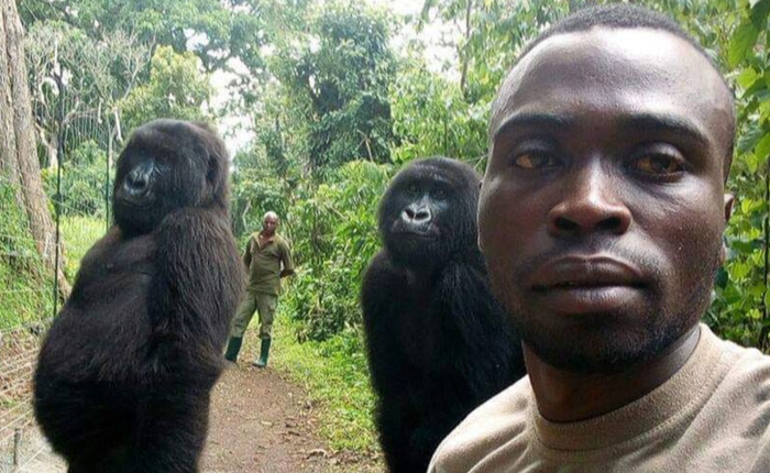 Khỉ đột tạo dáng selfie cùng các chú kiểm lâm ở Congo khiến internet thích thú